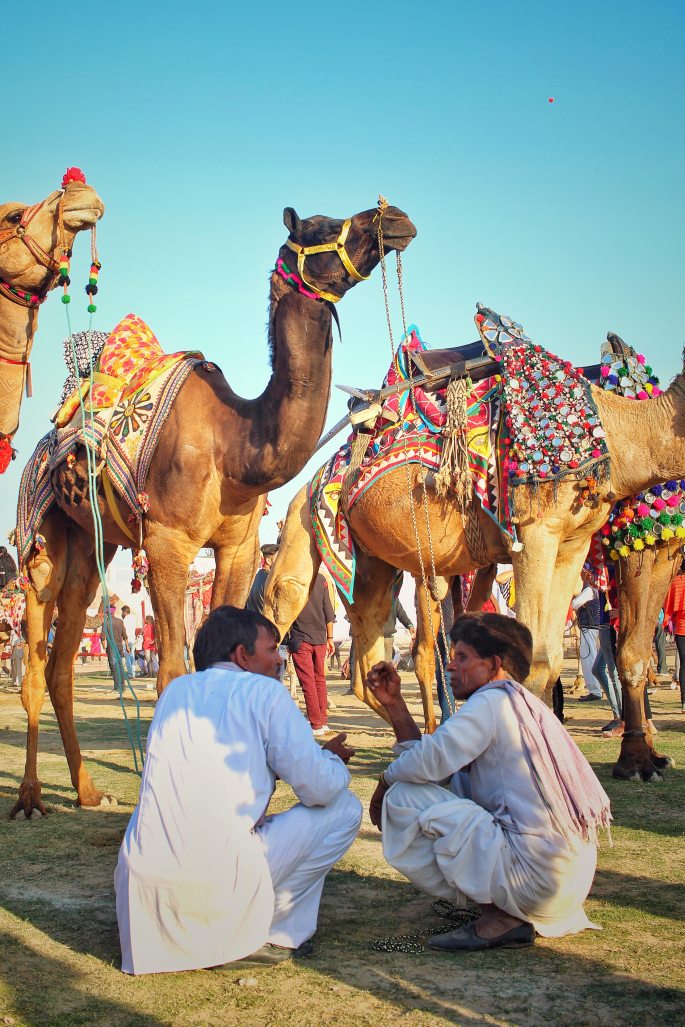 animals-arabian-camel-camel-1707965.jpg